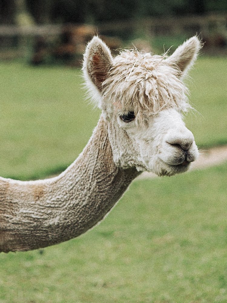 Alpaca