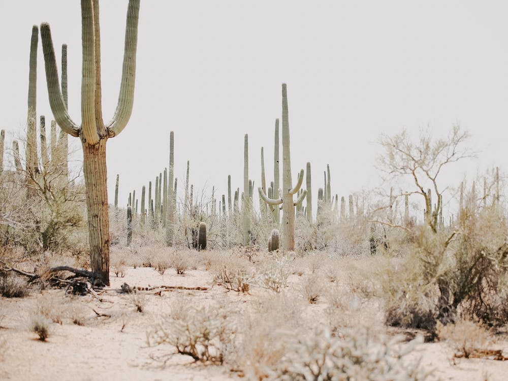 Sonoran Desert Scenery
