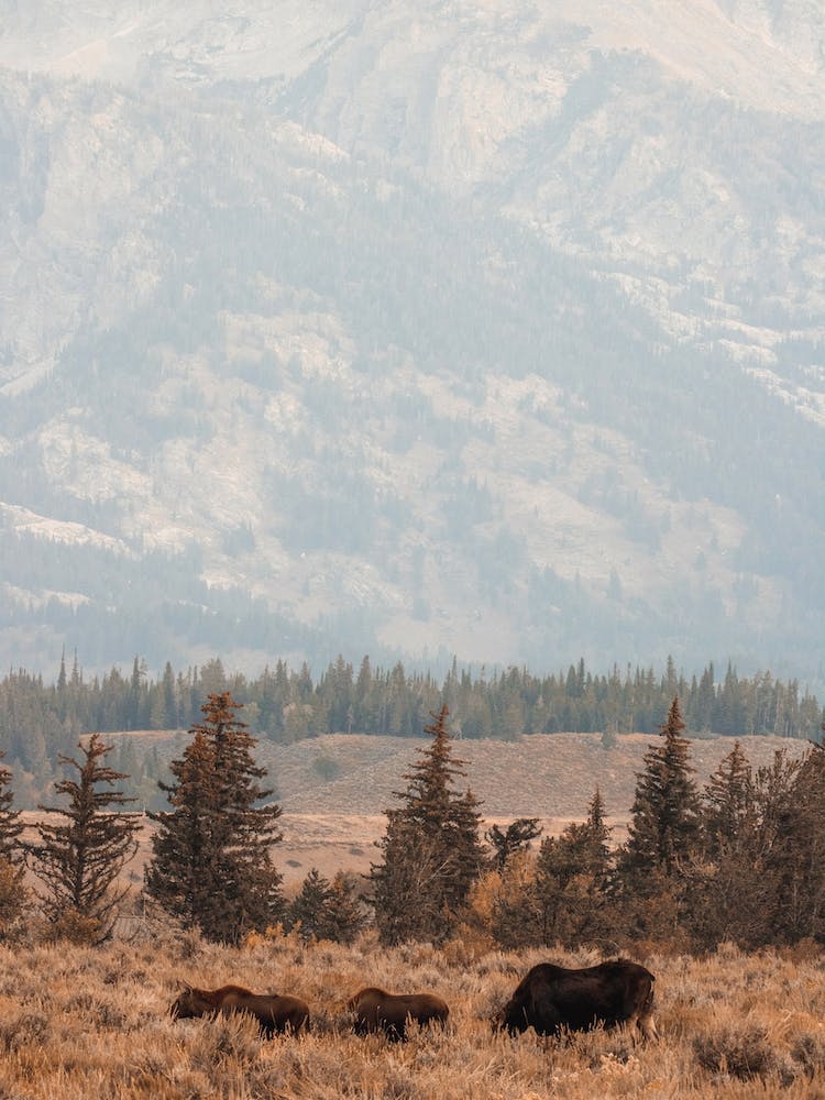 Three Moose