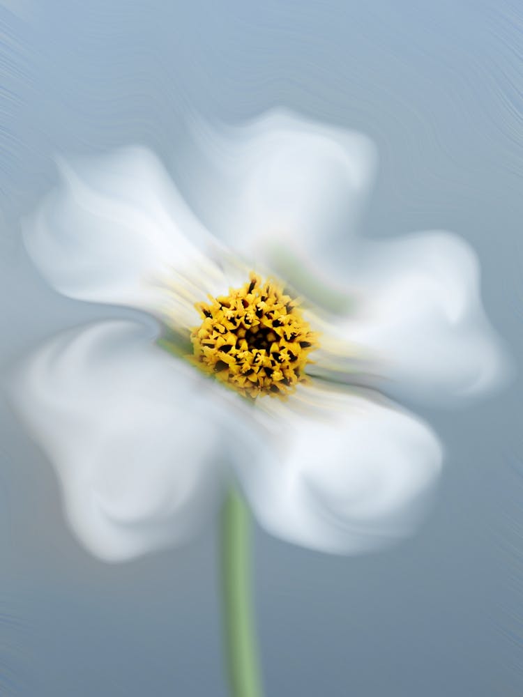 Whimsical Petals Modern Floral Photography