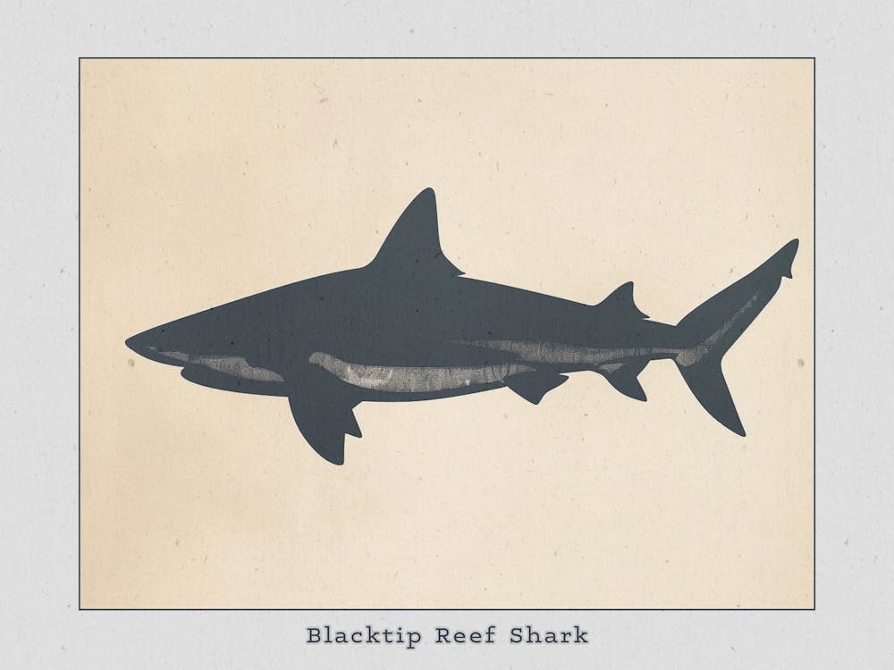Blacktip Reef Shark Silhouette 4 Poster