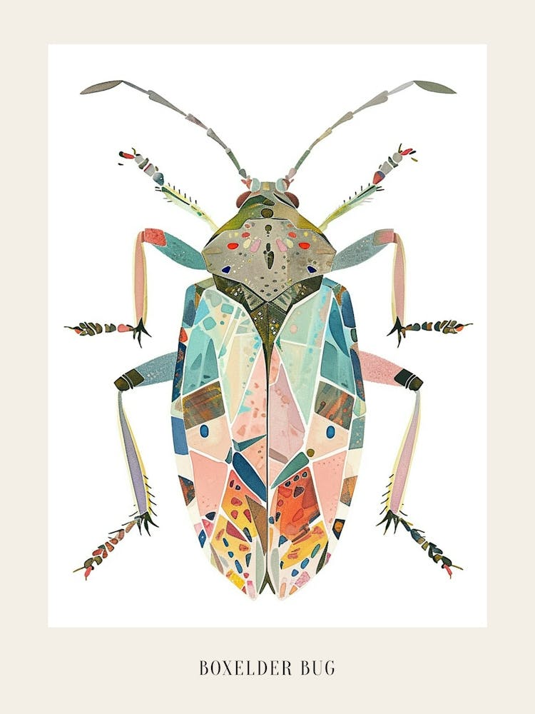 Colourful Insect Illustration Boxelder Bug 15 Poster