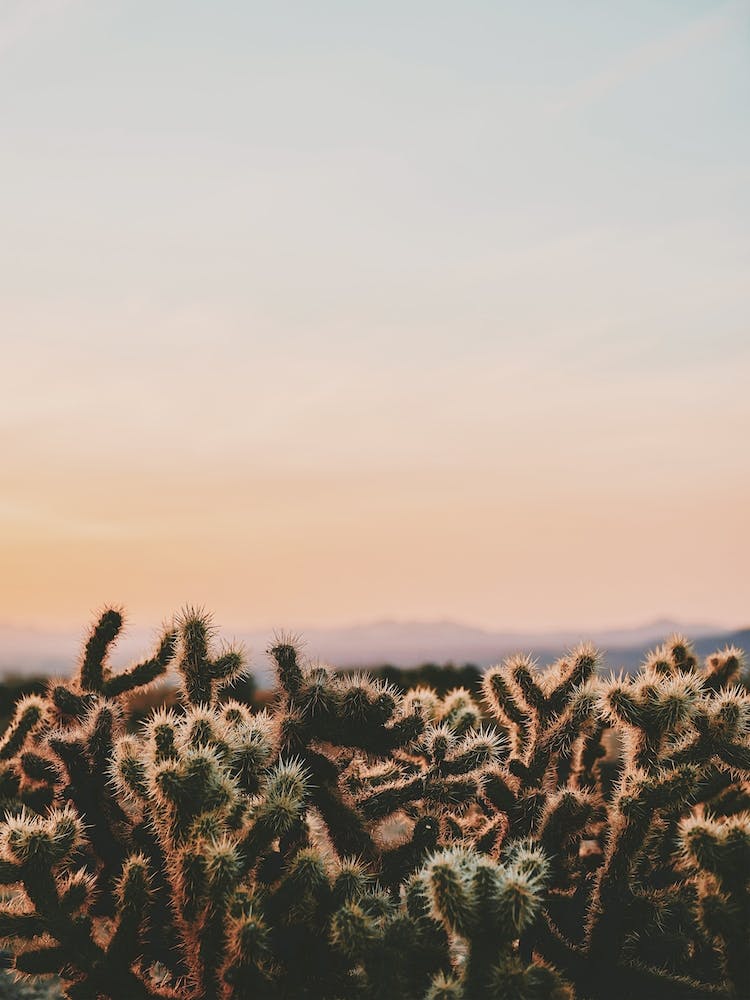 Cactus Sunset View