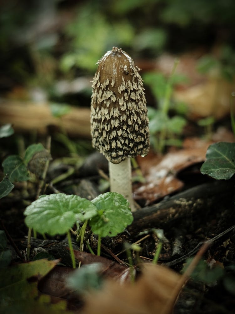 Wild Mushroom // Nature Photography 1
