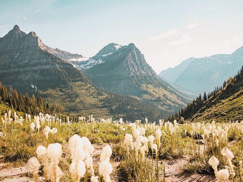 Dried Grass On Mountainside