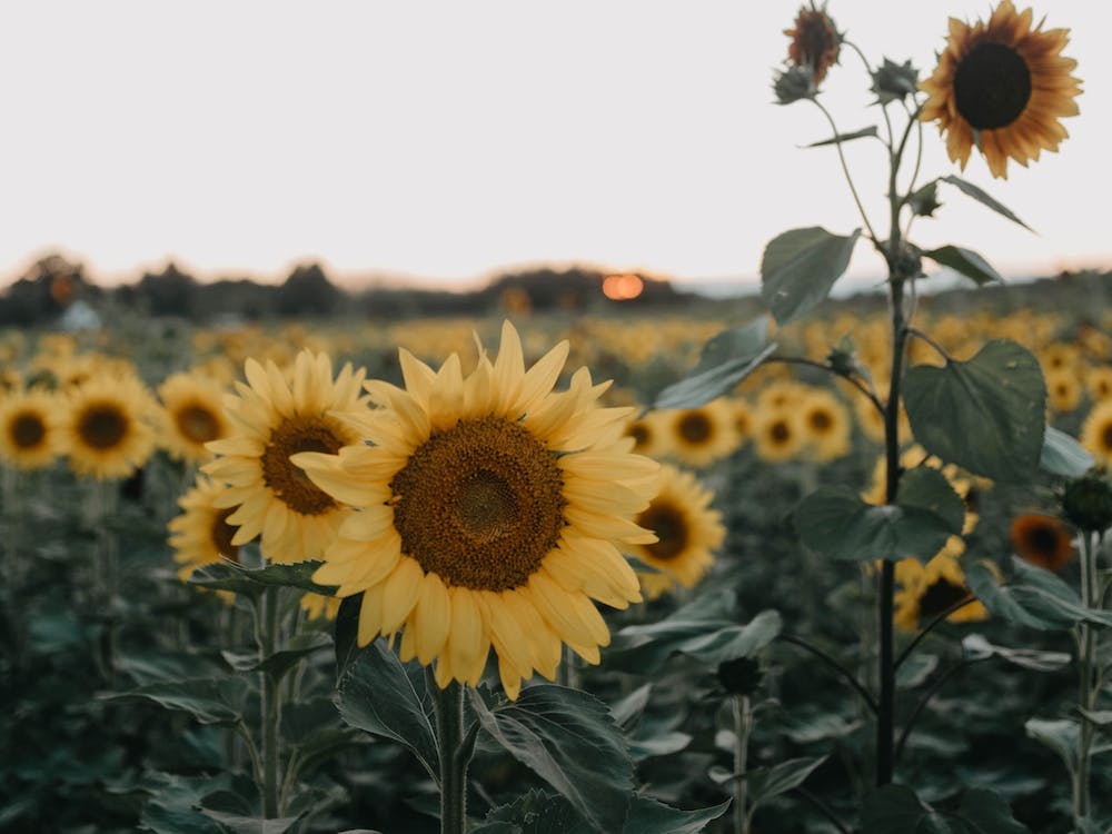 Sunflower Field