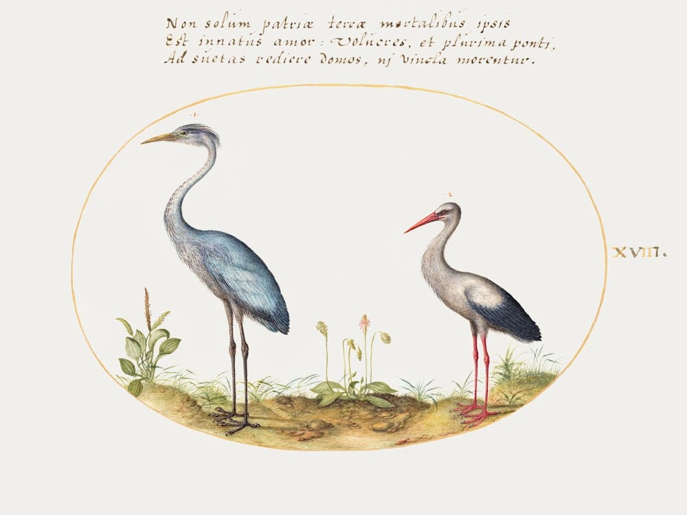 Heron And Stork (1575–1580), Joris Hoefnagel