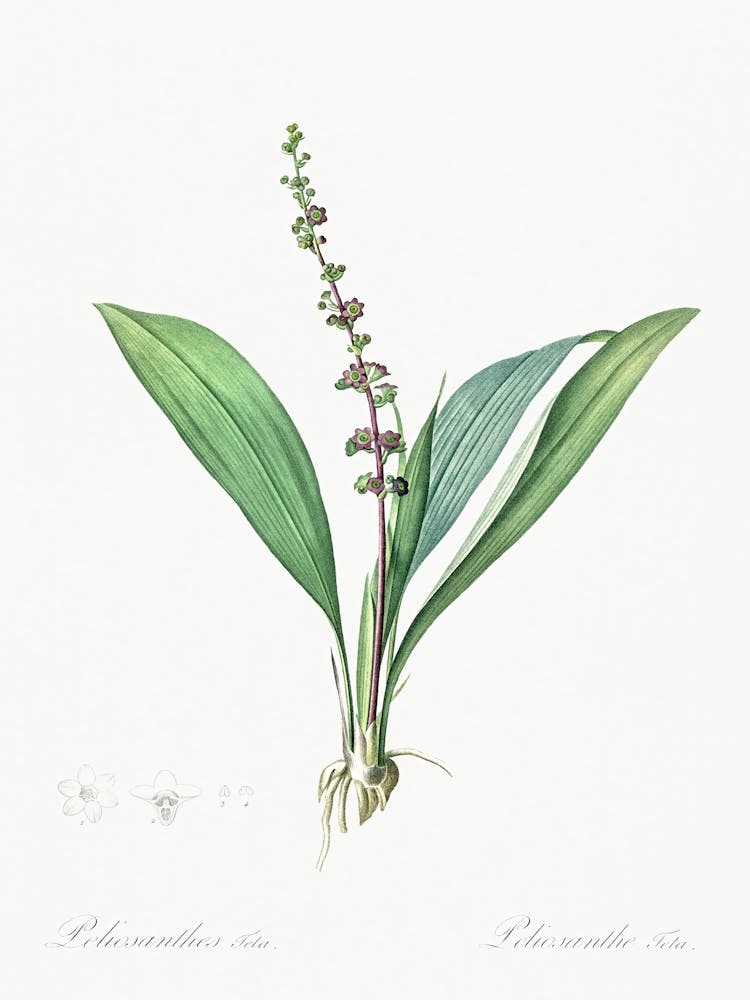 Peliosanthes Teta Illustration From Les Liliacées (1805), Pierre Joseph Redoute