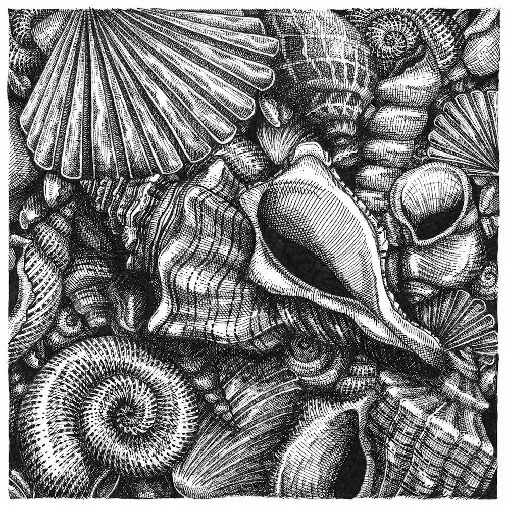 Die Muschelsammlung: Eine Handvoll Strand in Tinte