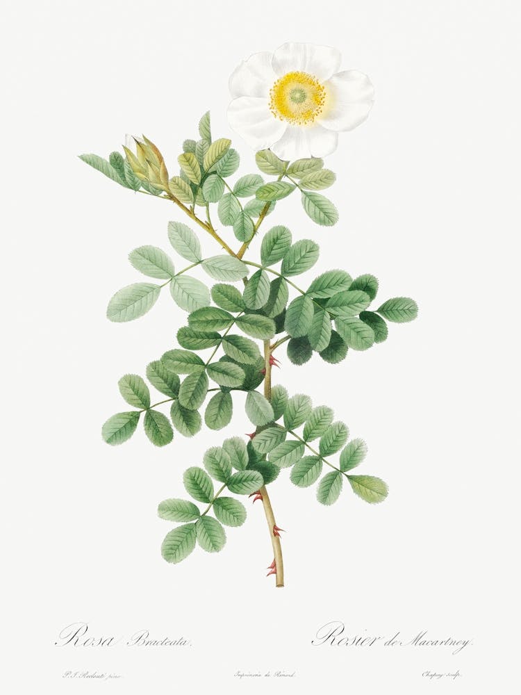 Macartney Rose, Pierre Joseph Redoute