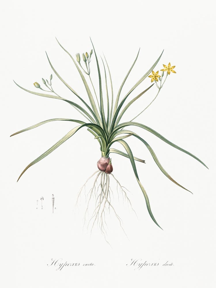 Common Goldstar Illustration From Les Liliacées (1805), Pierre Joseph Redoute