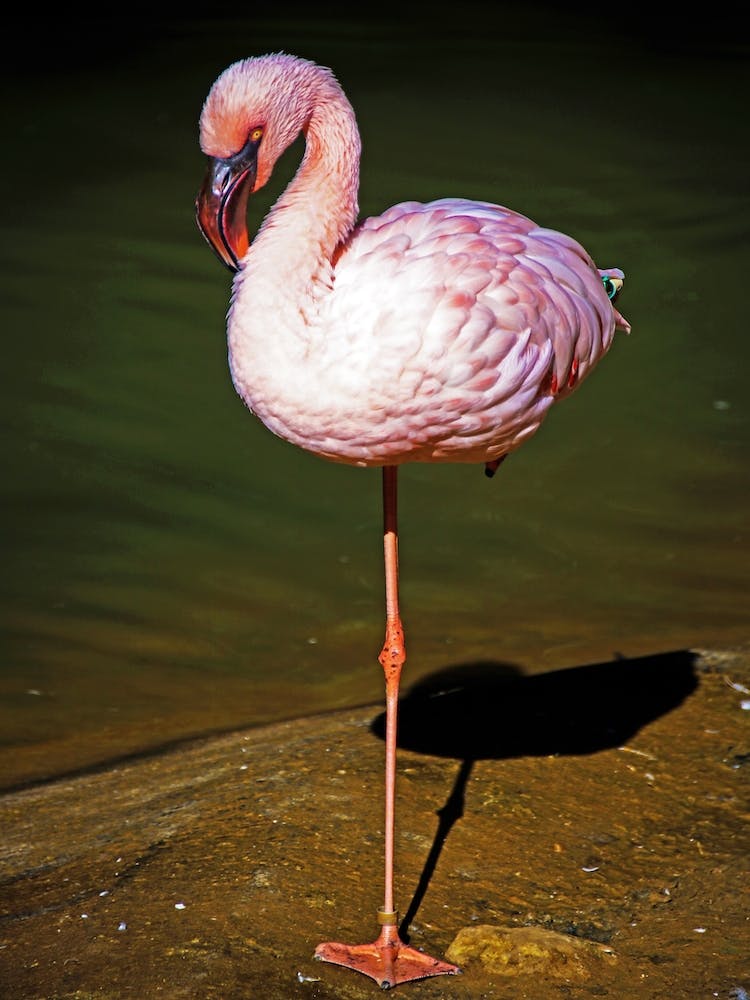 Standing Flamingo