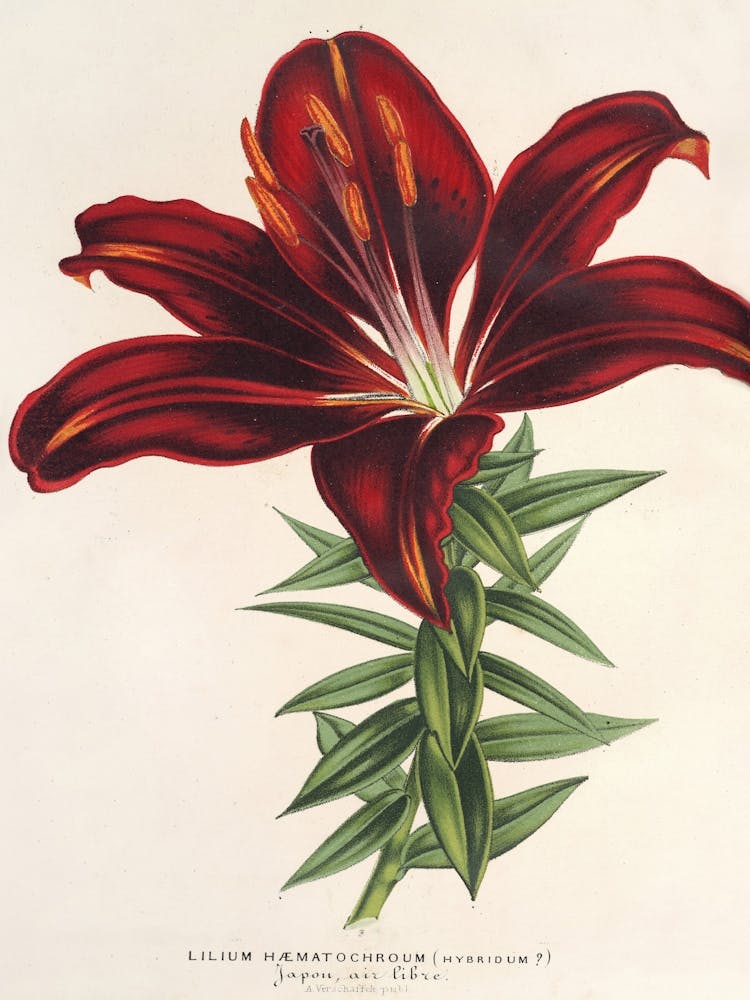 Red Lily