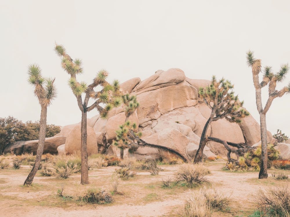 Desert Landscape