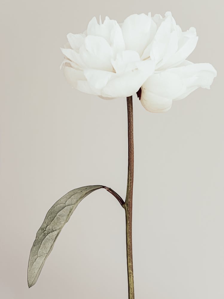 White Poppy_2314093