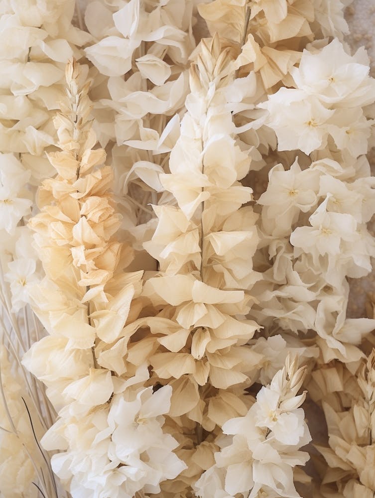 Boho Dried Flowers Snapdragon 3