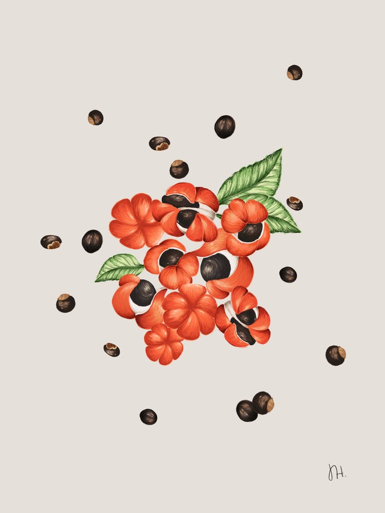 guaraná