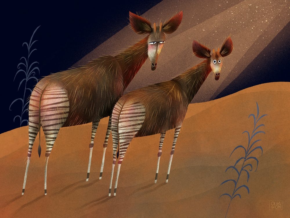 A pair of okapi