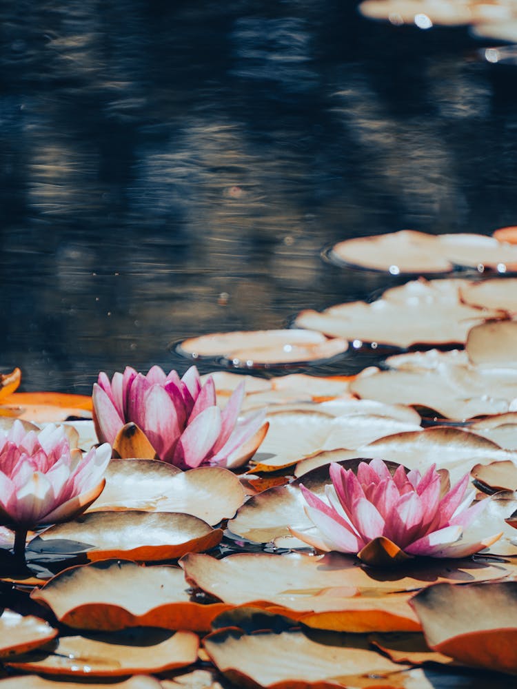 Water Lilies 1