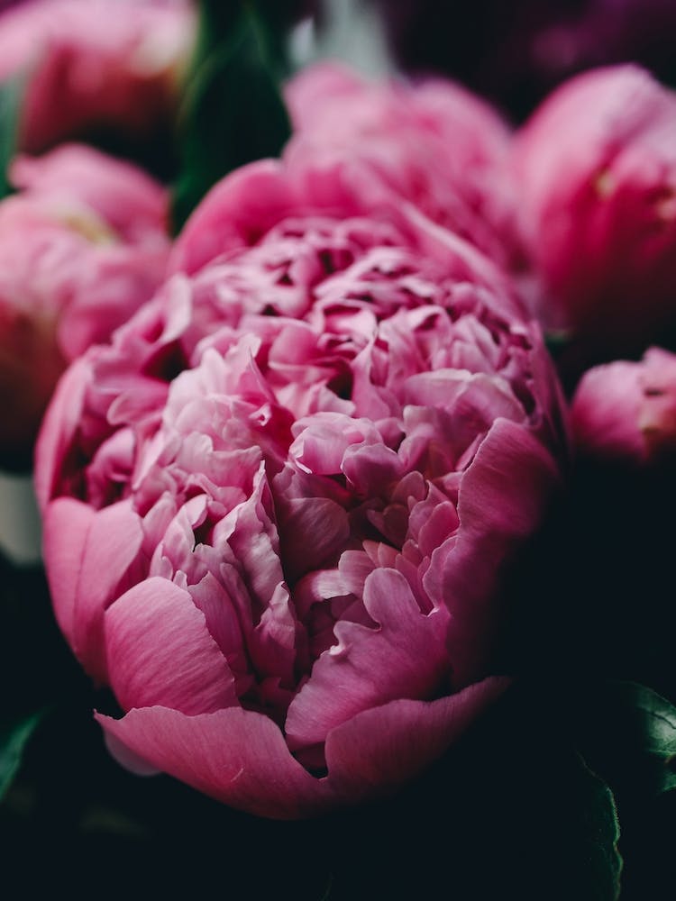 Purple Peony