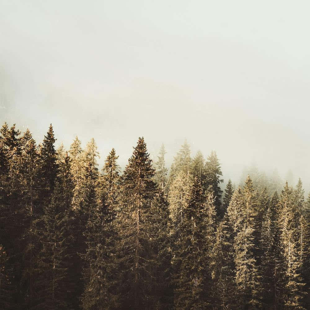 Colored Pine Trees Square