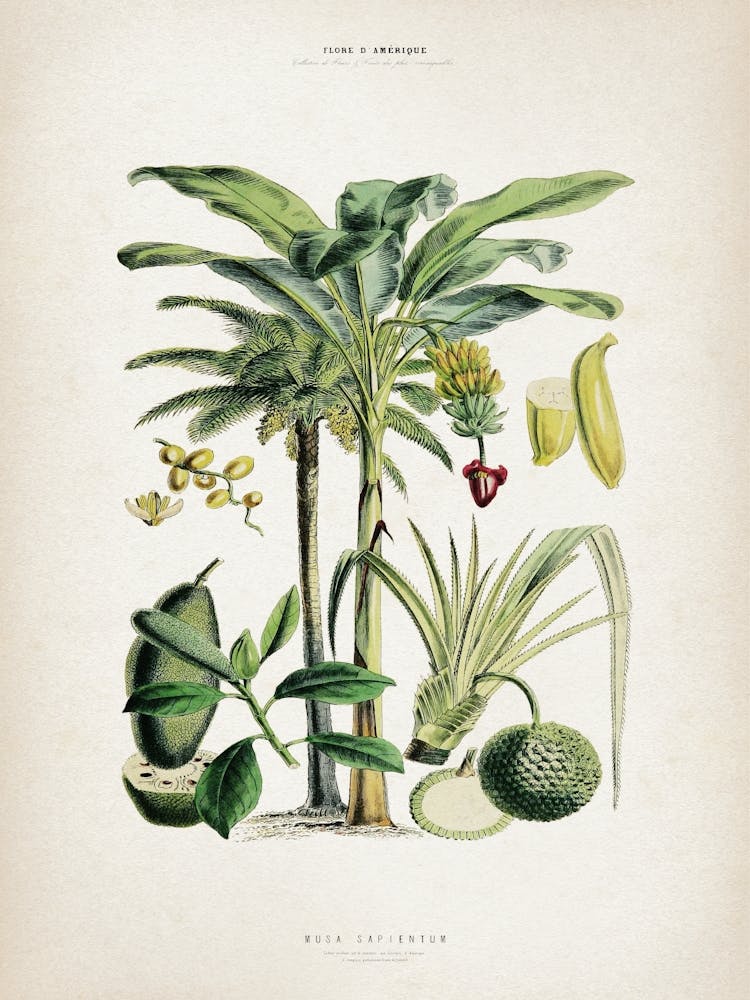 Vintage Denisse 6 Musa Sapientum