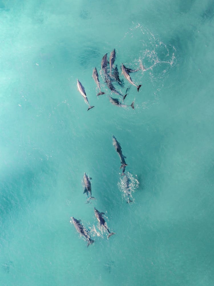 Blue Water Dolphins
