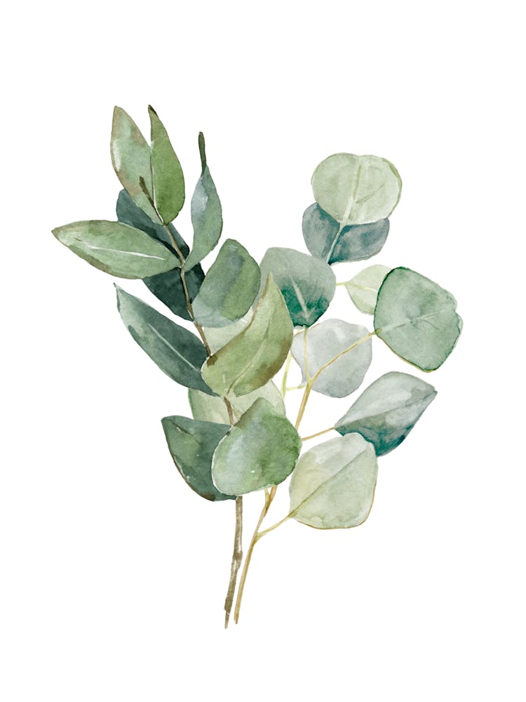 Green Leaf Stems Watercolour