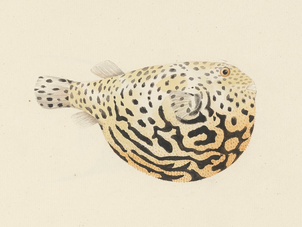 Unidentified Fish, Luigi Balugani 6