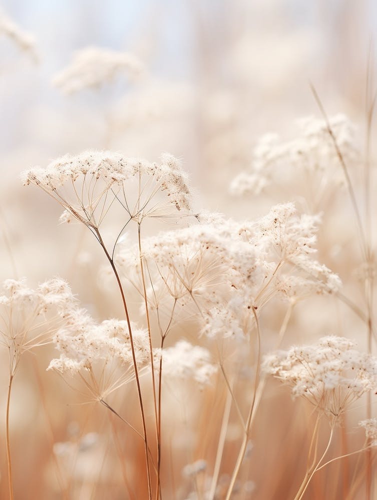 Boho Dried Flowers Gypsophila 5