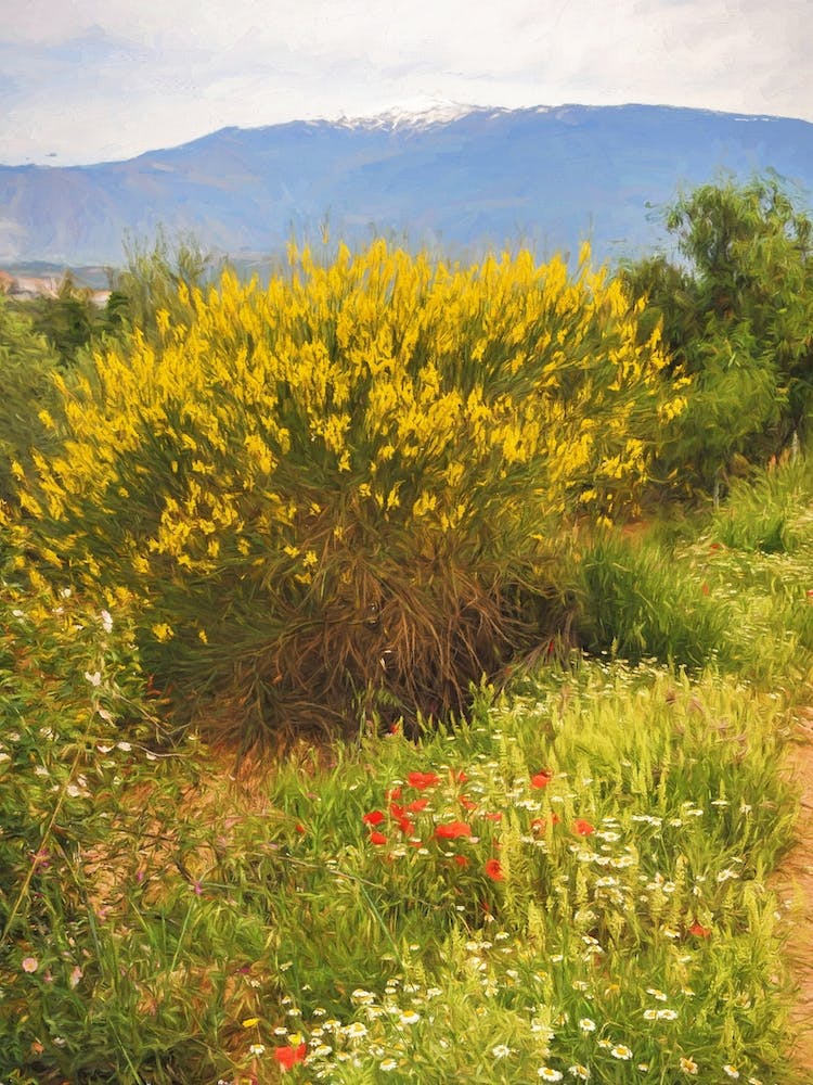 Sierra Nevada Springtime