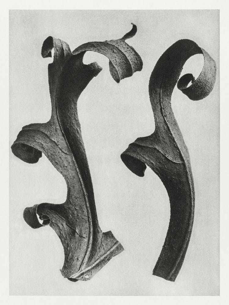 Compass Plant (1928), Karl Blossfeldt