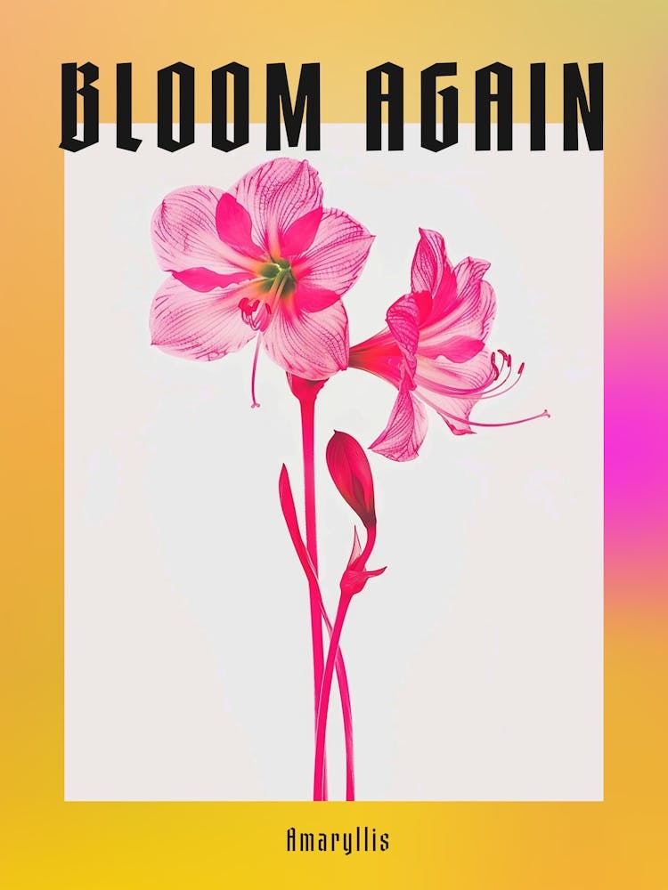 Hot Pink Amaryllis 1 Poster