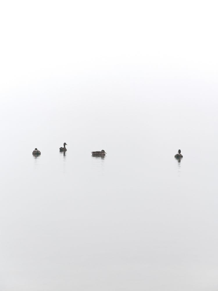 Floating Between Fog And Sea