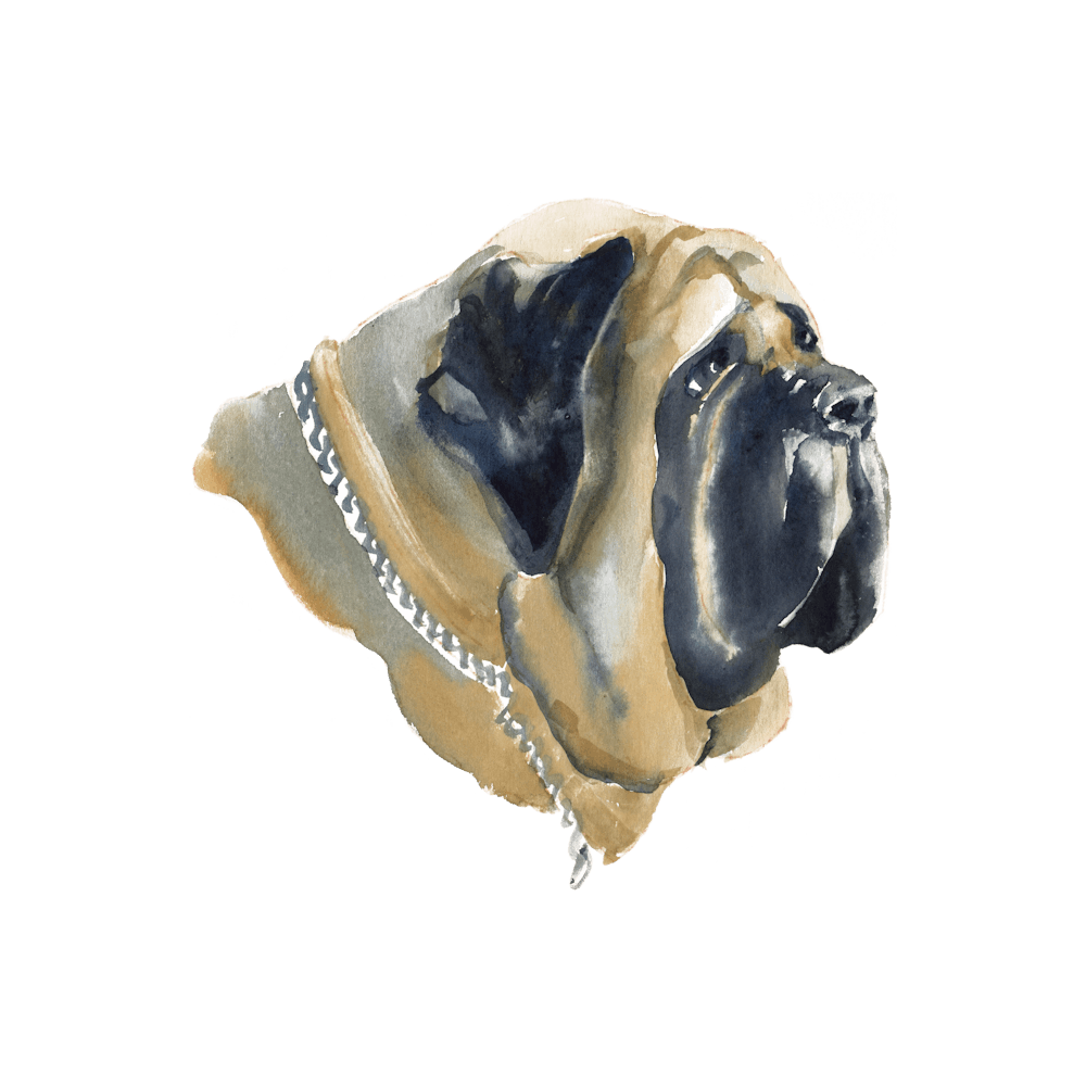 The English Mastiff