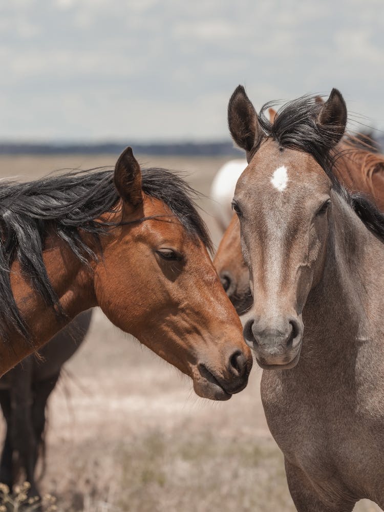 Two Horses