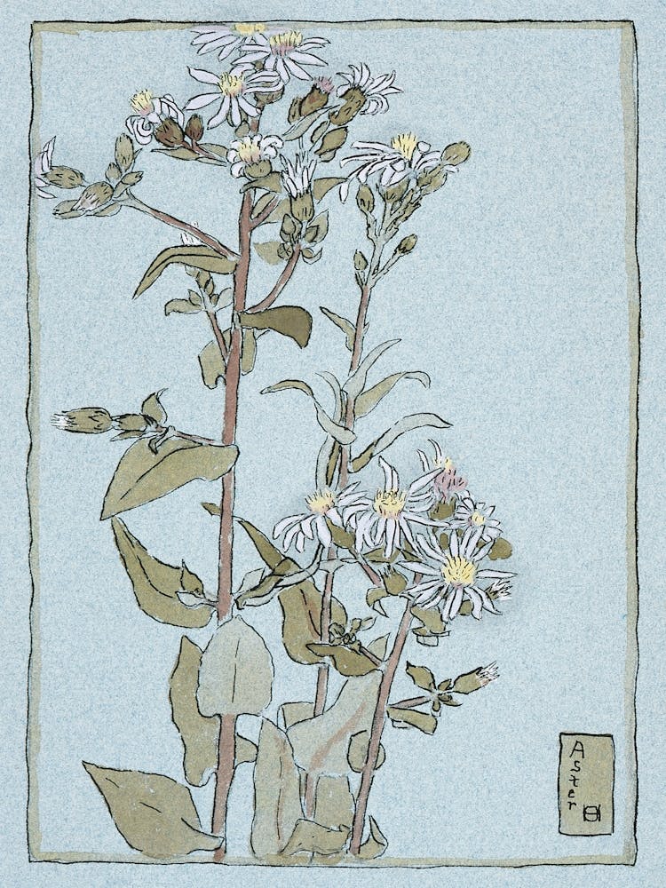 Chrysanthemums 1