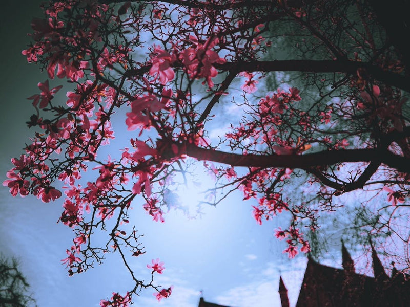 Pink Flowers