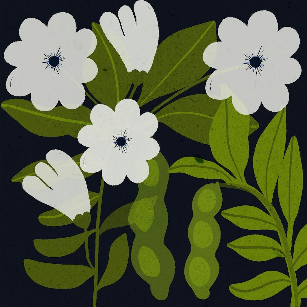 White Flowers Square