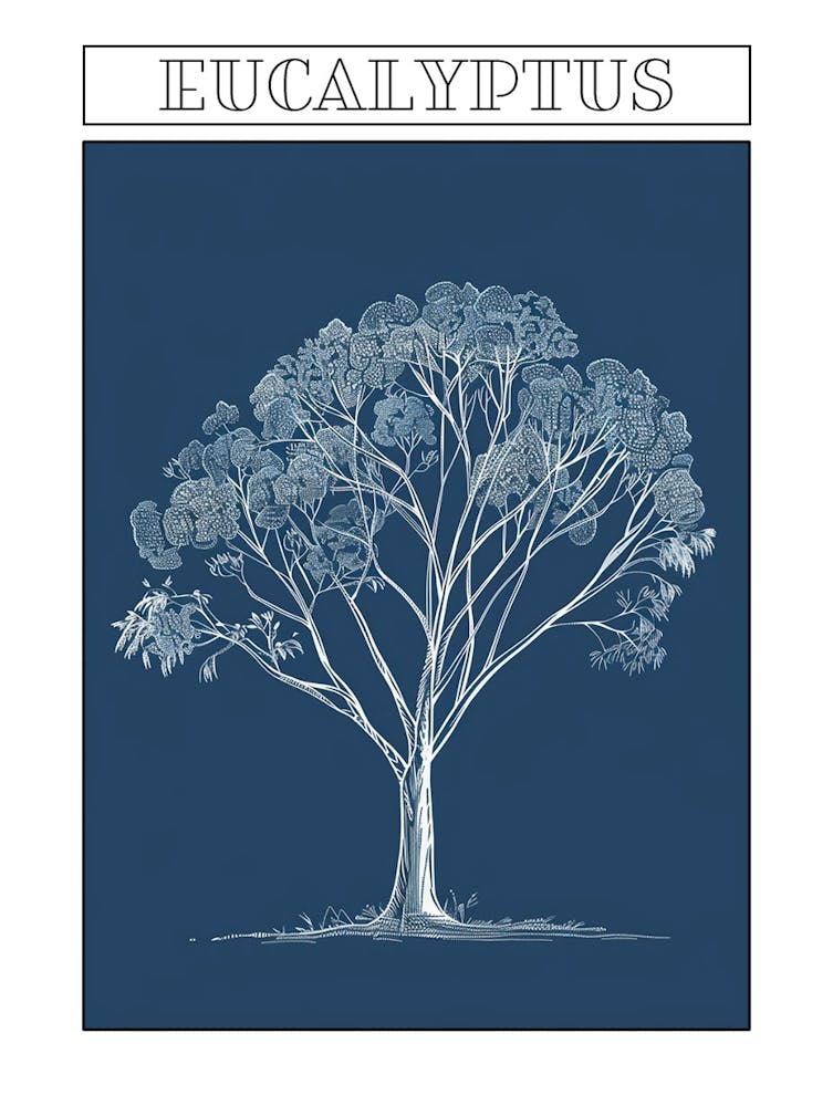 Eucalyptus Tree Minimalistic Drawing 4 Poster