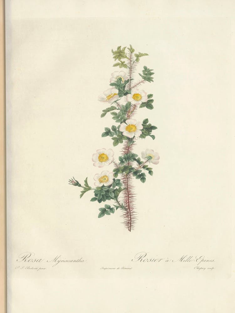 Rose Illustration, Pierre Joseph Redoute 1