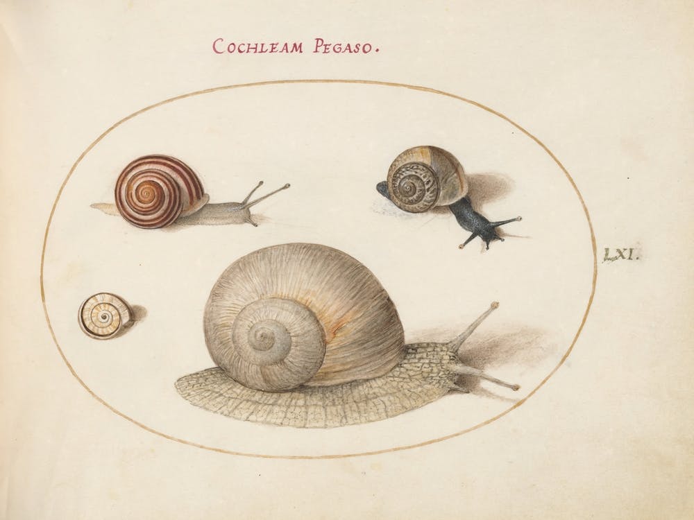 Animalia Qvadrvpedia et Reptilia (c. 1575-1580), Joris Hoefnagel (14)