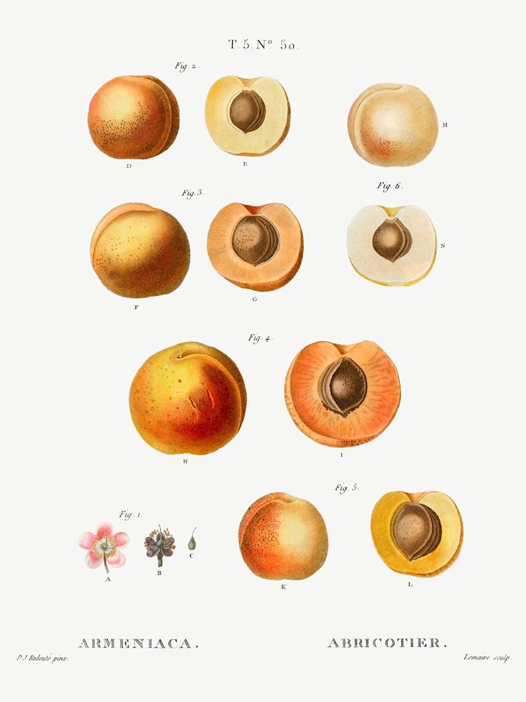 Apricot, Pierre Joseph Redoute 1