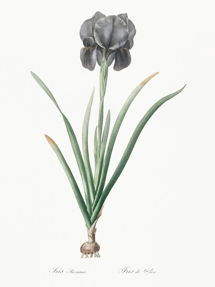 Mourning Iris Illustration From Les Liliacées (1805), Pierre Joseph Redoute