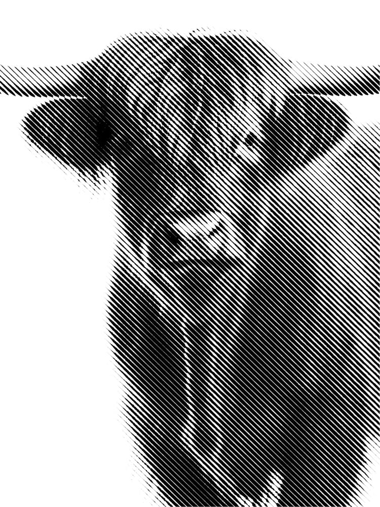 Highland Cow Line Art