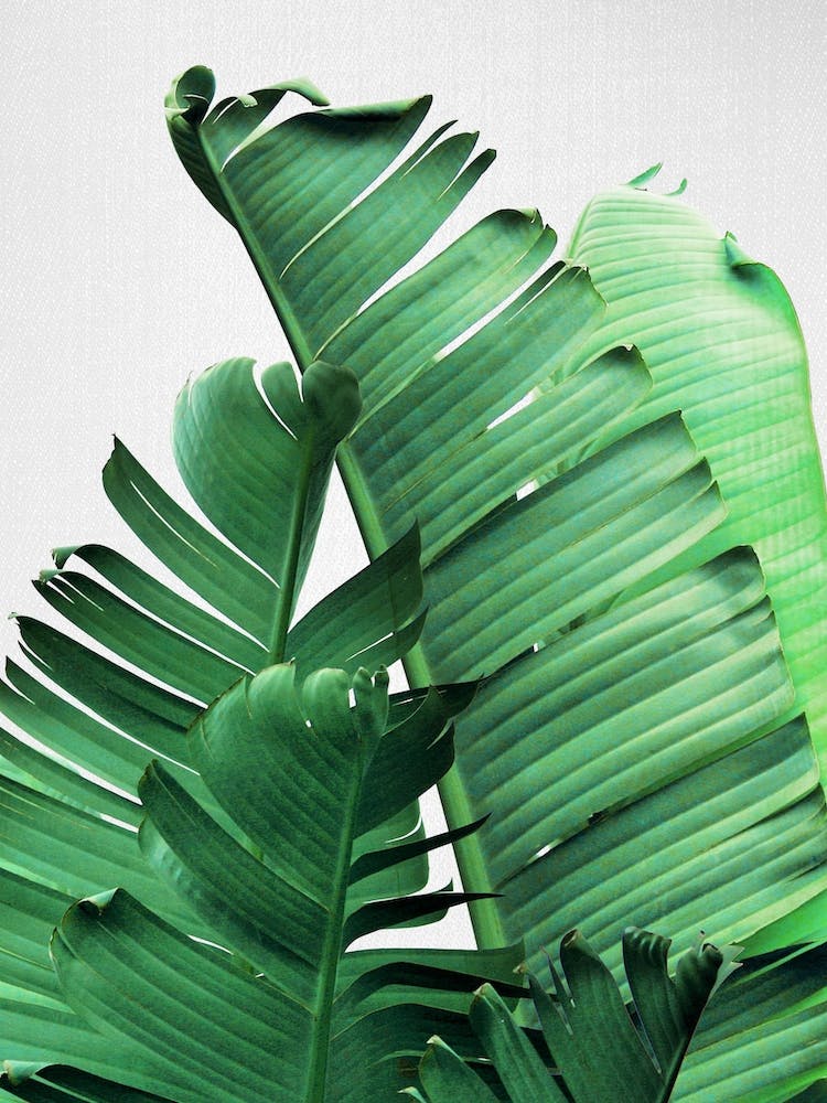 Banana Leaves