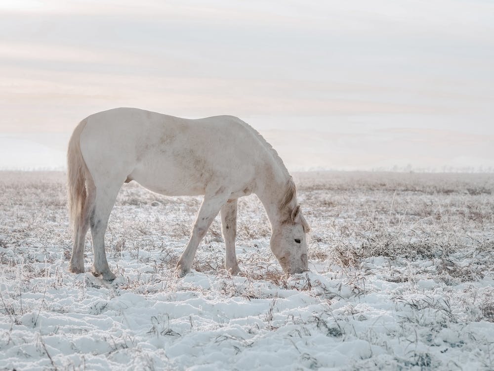 Horse In Winter Field