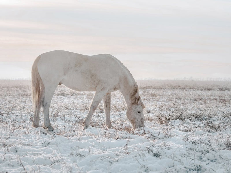 Horse In Winter Field