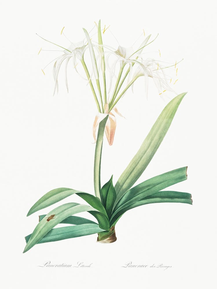 Pancratium Littorale, Pierre Joseph Redoute