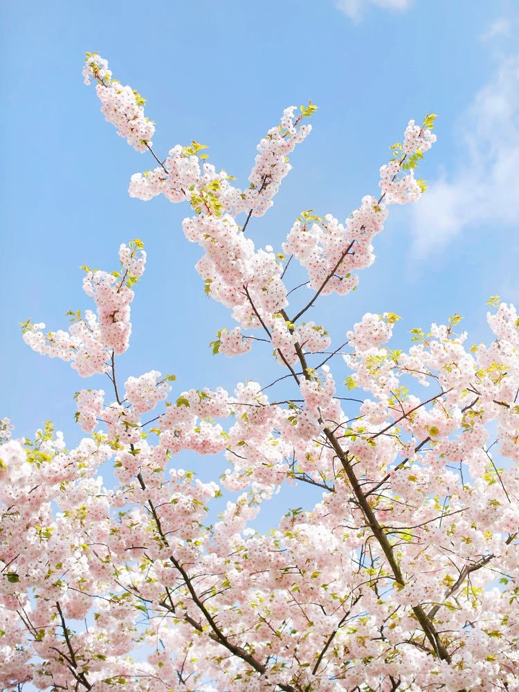 Pastel Pink Blossom
